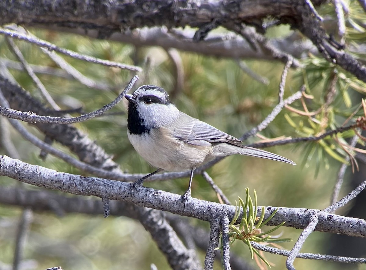 Mountain Chickadee - ML623540012