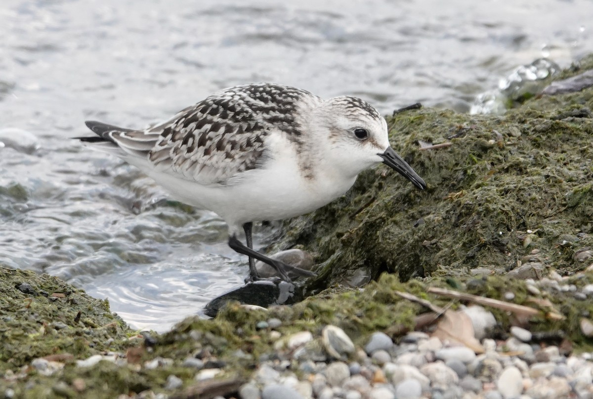 Sanderling - ML623540044