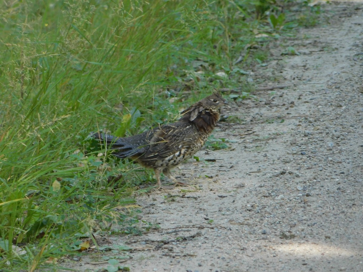 Ruffed Grouse - ML623540073