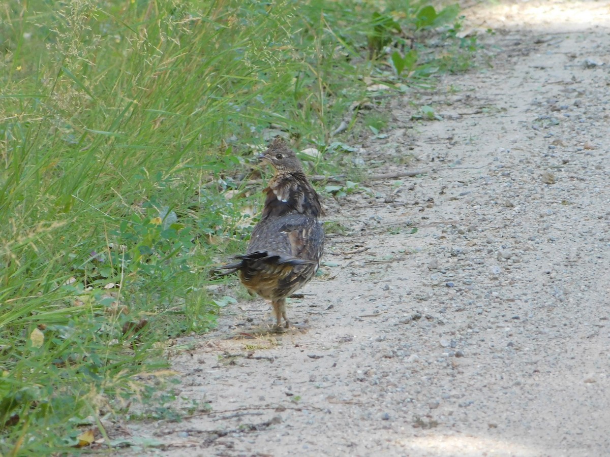 Ruffed Grouse - ML623540074