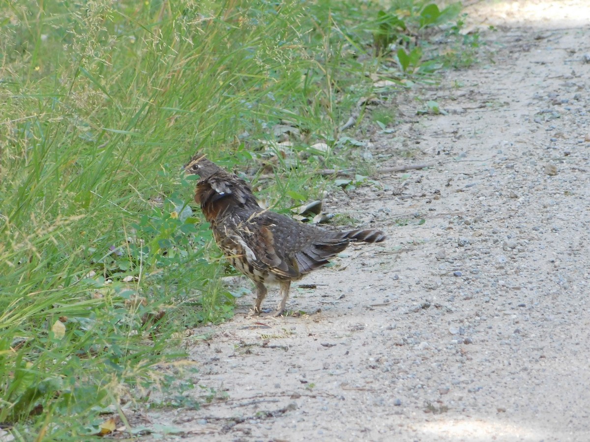 Ruffed Grouse - ML623540075