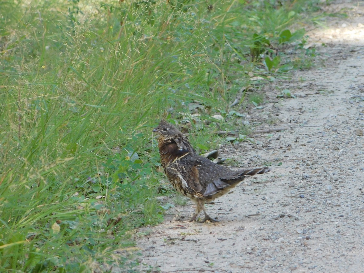 Ruffed Grouse - ML623540076