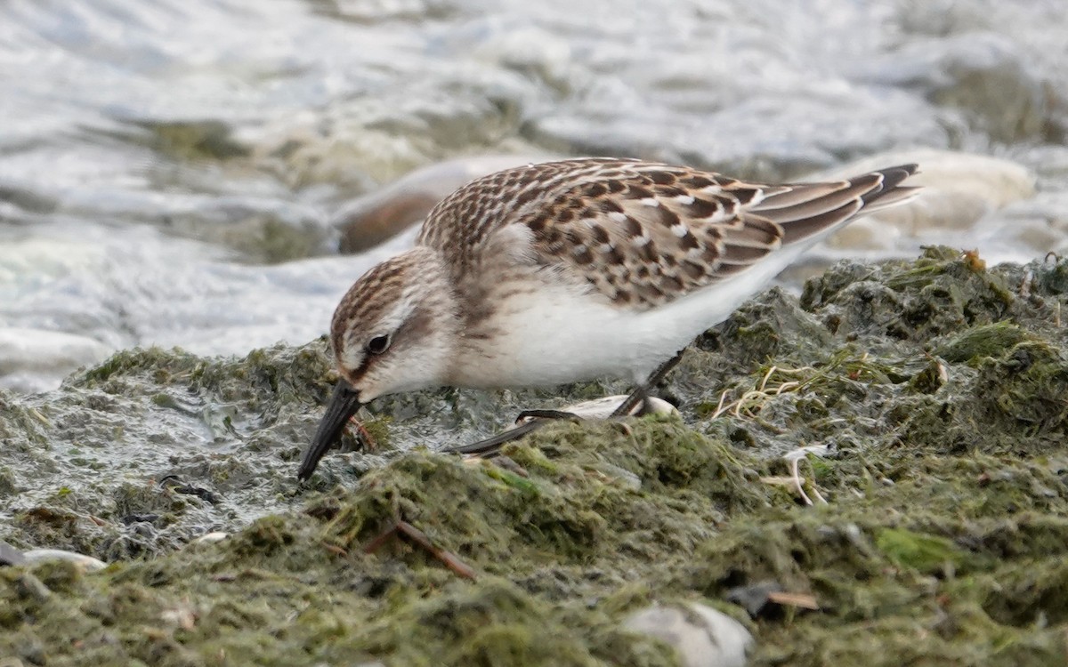 Semipalmated Sandpiper - ML623540077