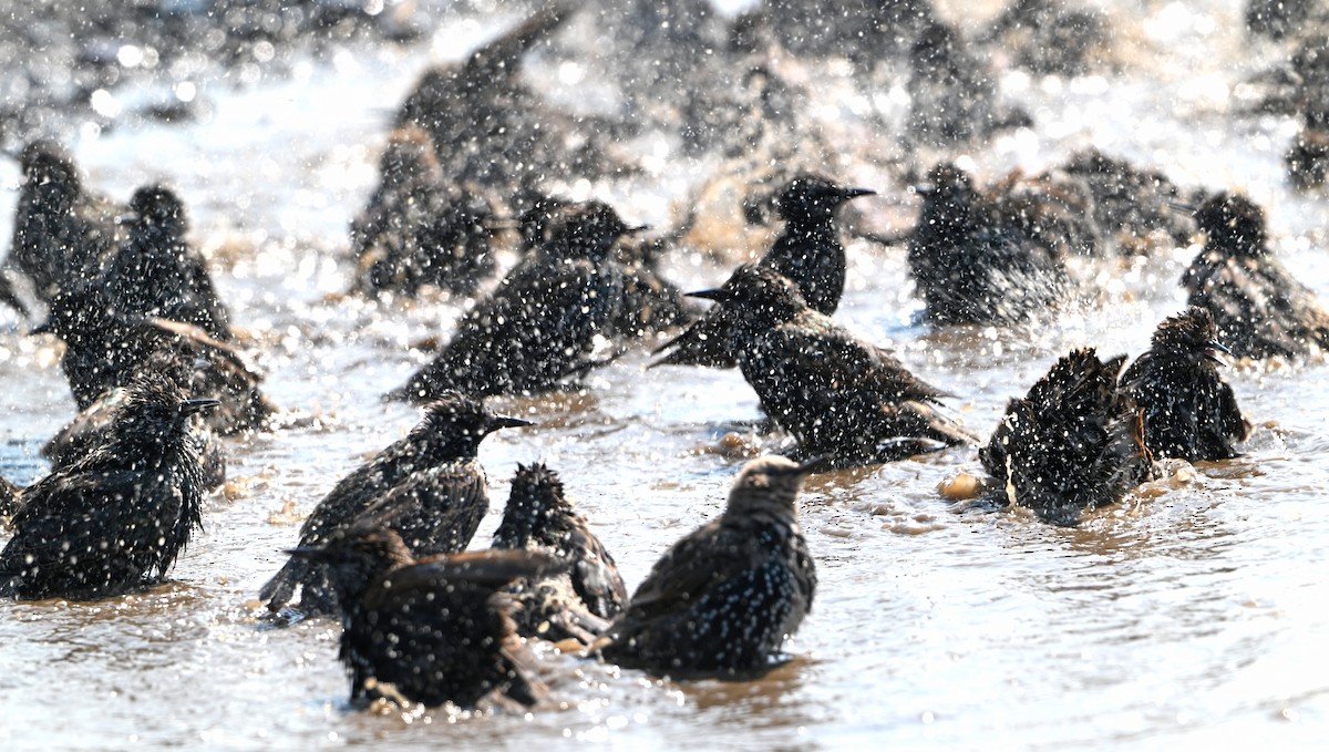 European Starling - ML623540103