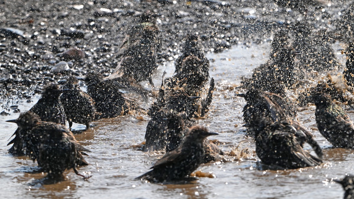 European Starling - ML623540105