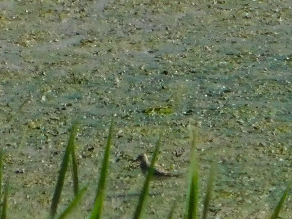 Pectoral Sandpiper - ML623540121