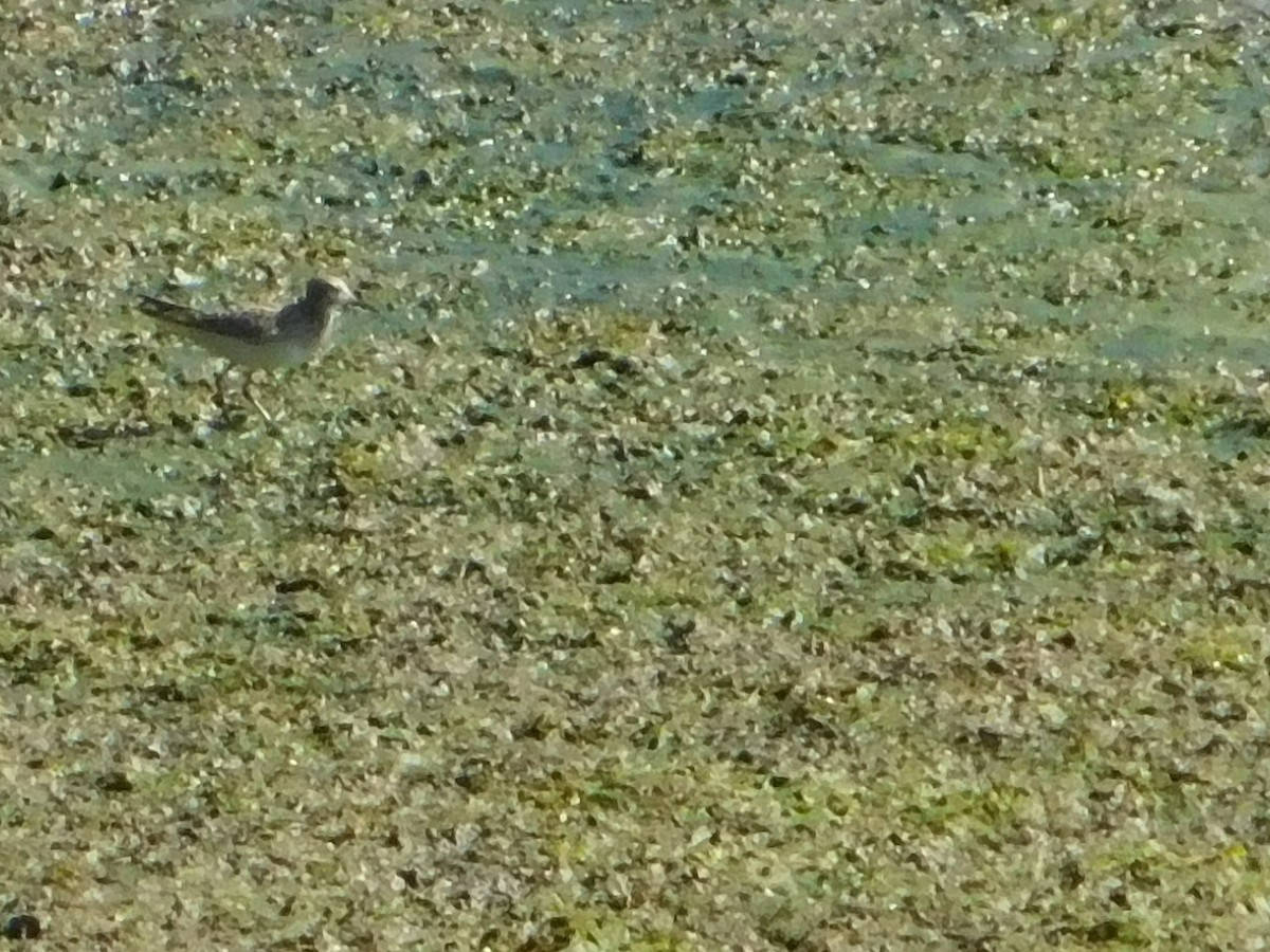 Pectoral Sandpiper - ML623540122