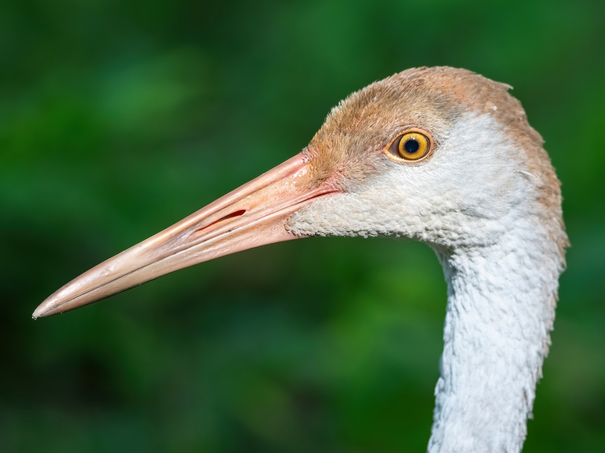 Sandhill Crane - ML623540124