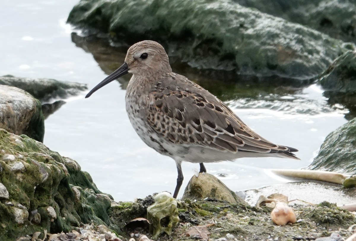 Dunlin - ML623540136