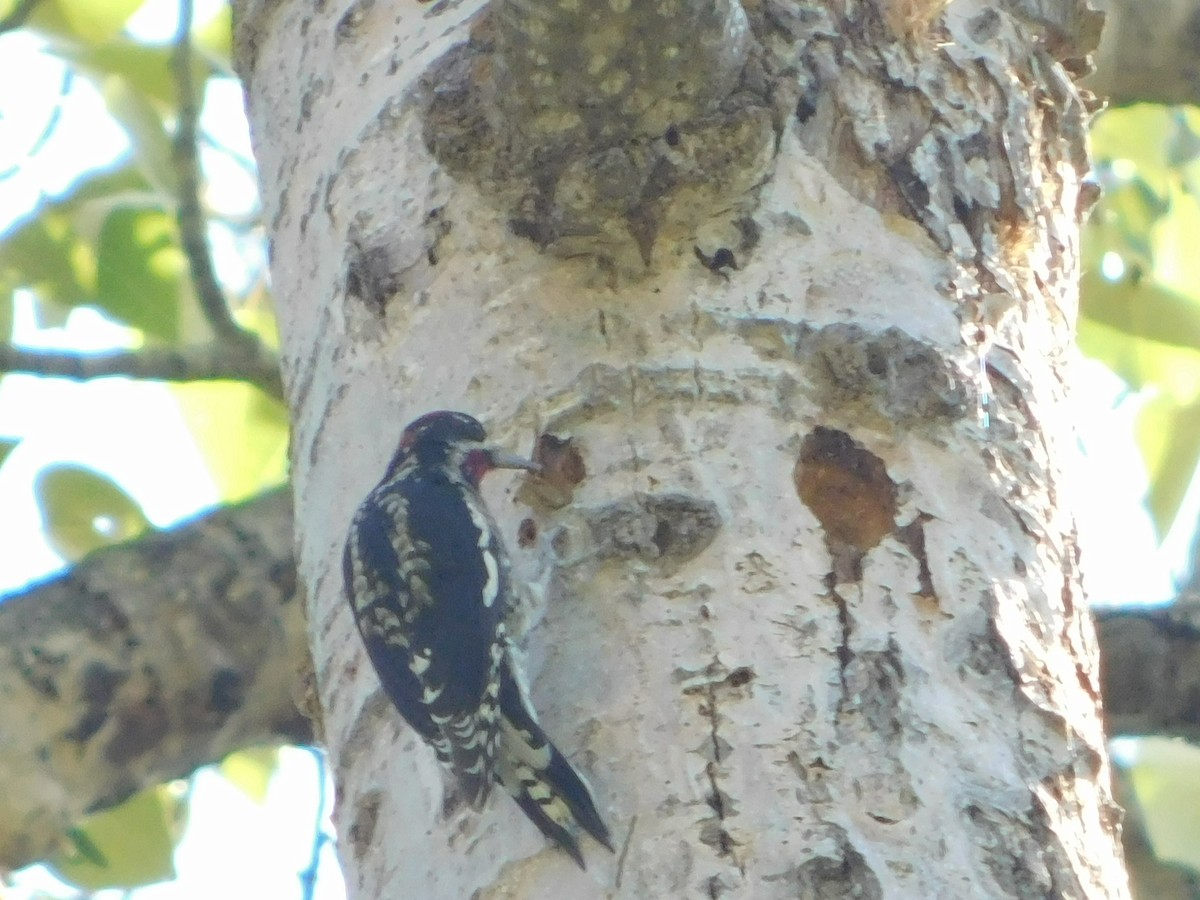 Red-naped Sapsucker - ML623540159