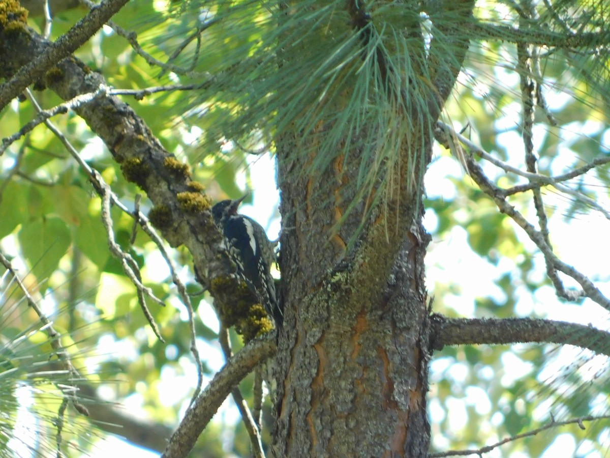 Red-naped Sapsucker - ML623540160