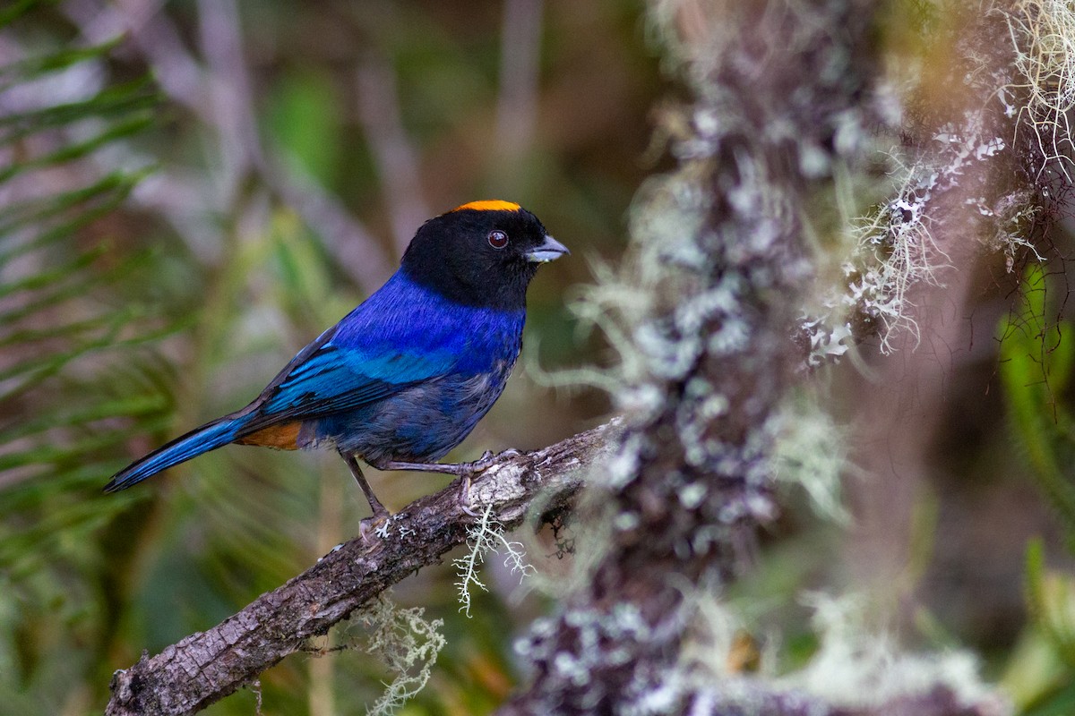 Golden-crowned Tanager - ML623540179