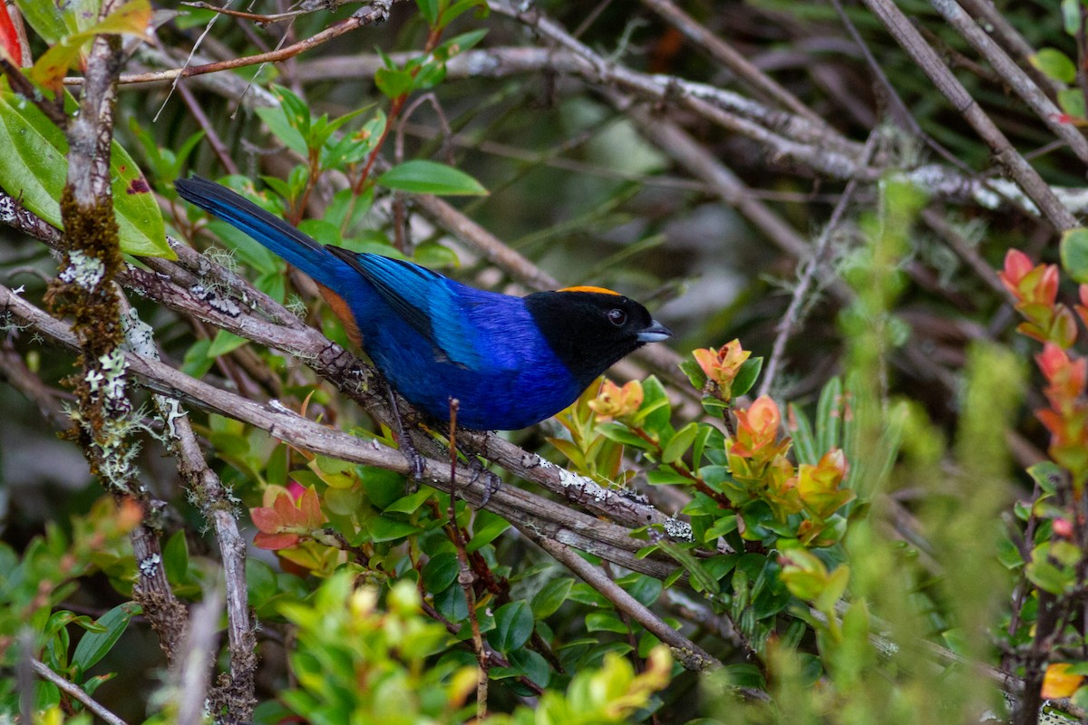 Golden-crowned Tanager - ML623540180