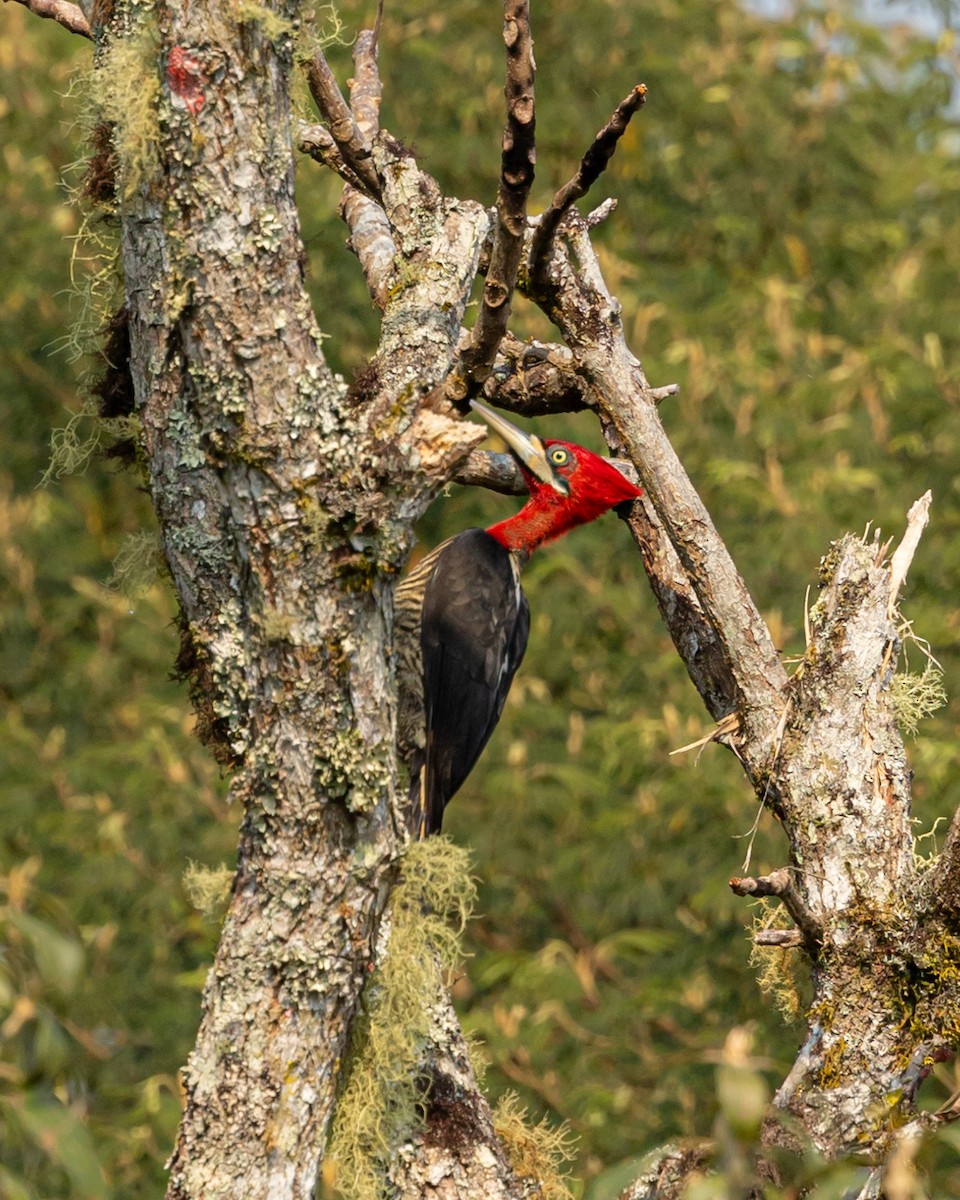 Robust Woodpecker - ML623540185