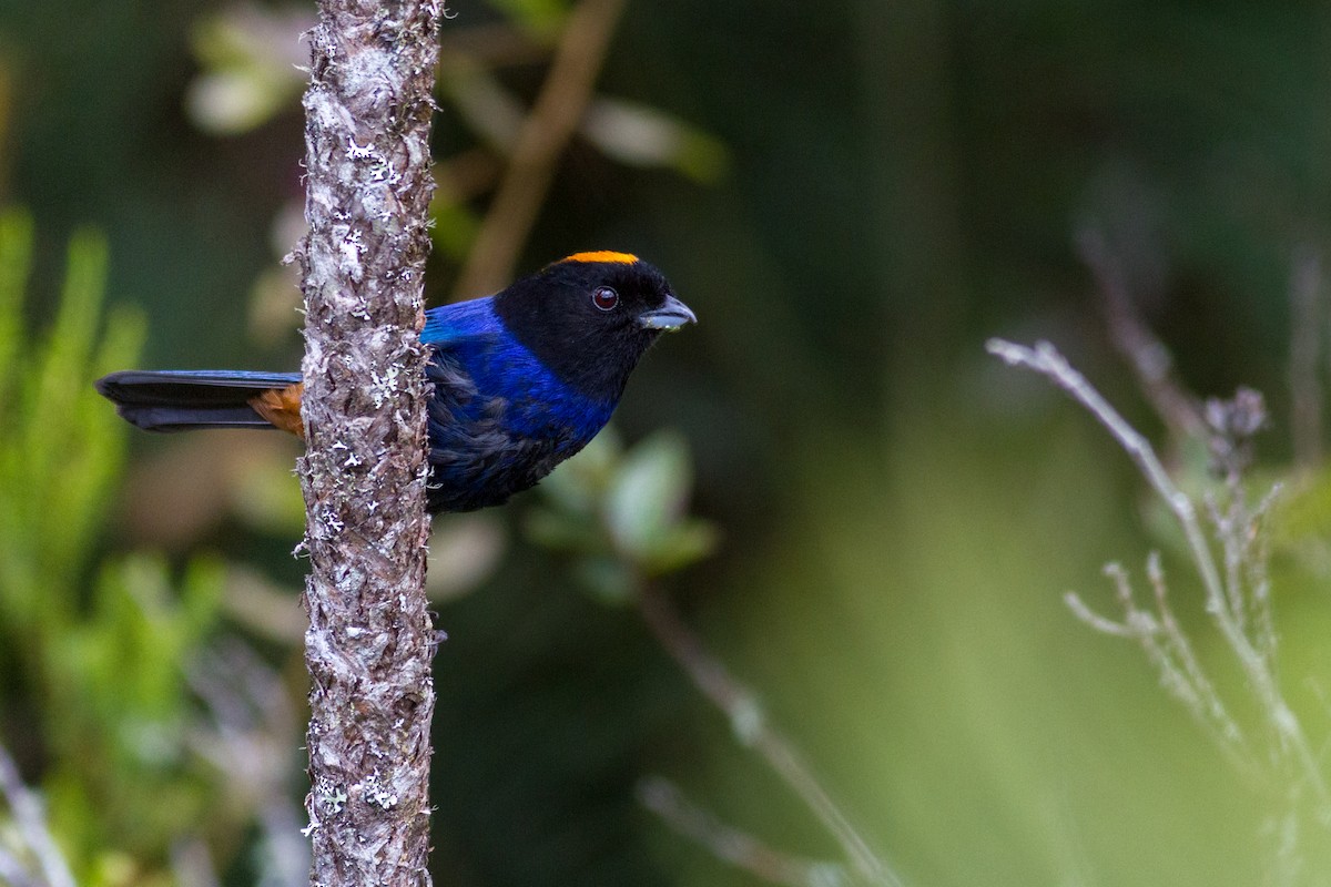 Golden-crowned Tanager - ML623540187