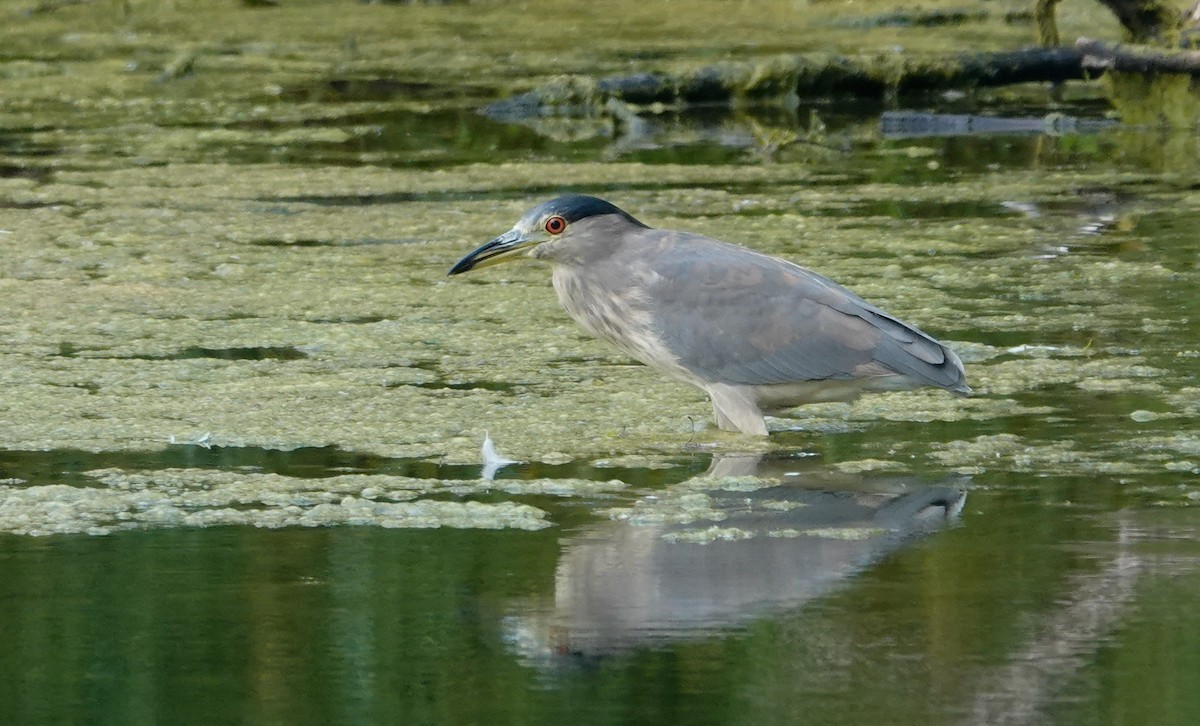 Black-crowned Night Heron - ML623540231