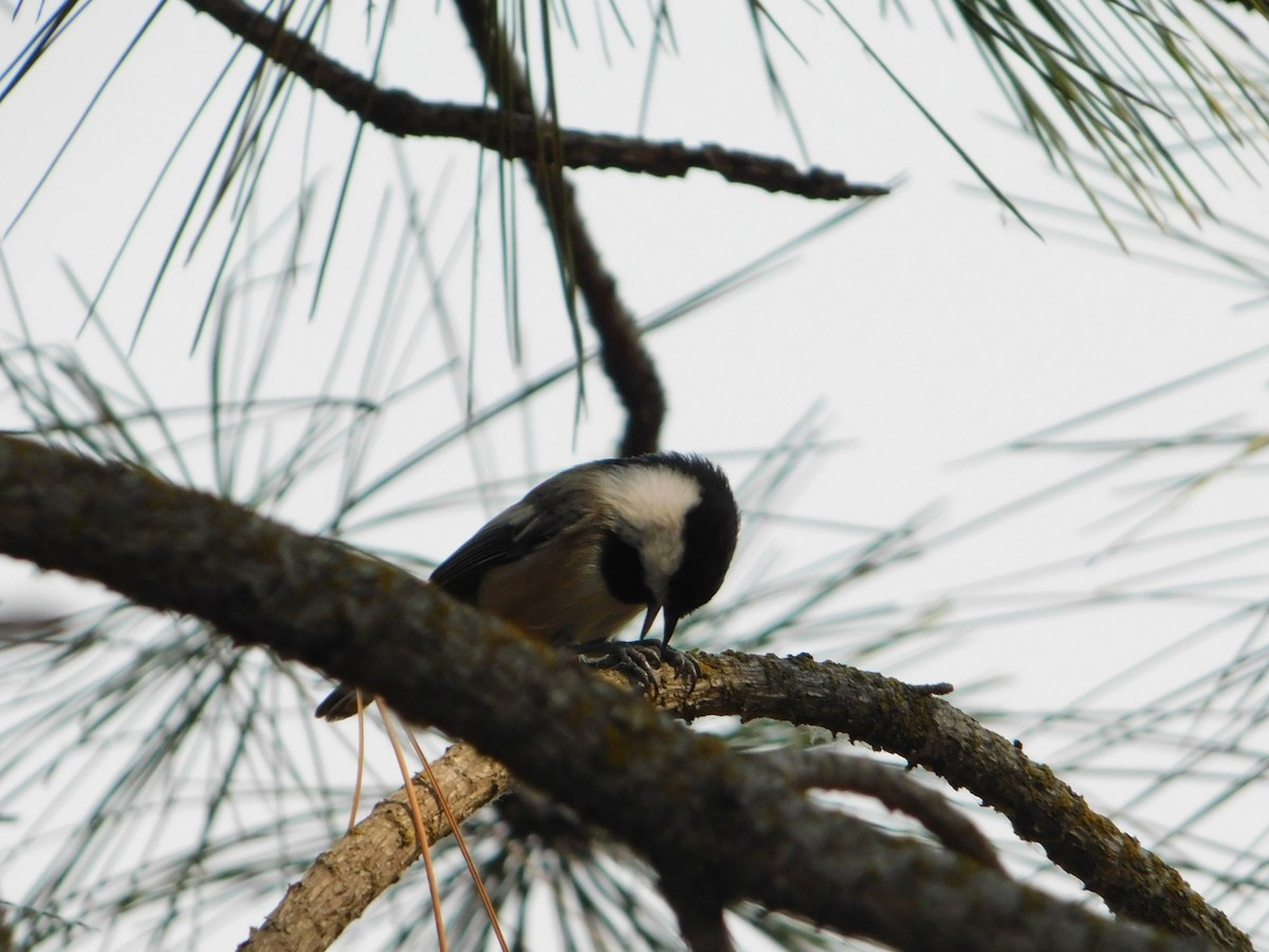 Black-capped Chickadee - Nathaniel Cooley