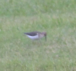 Spotted Sandpiper - ML623540262
