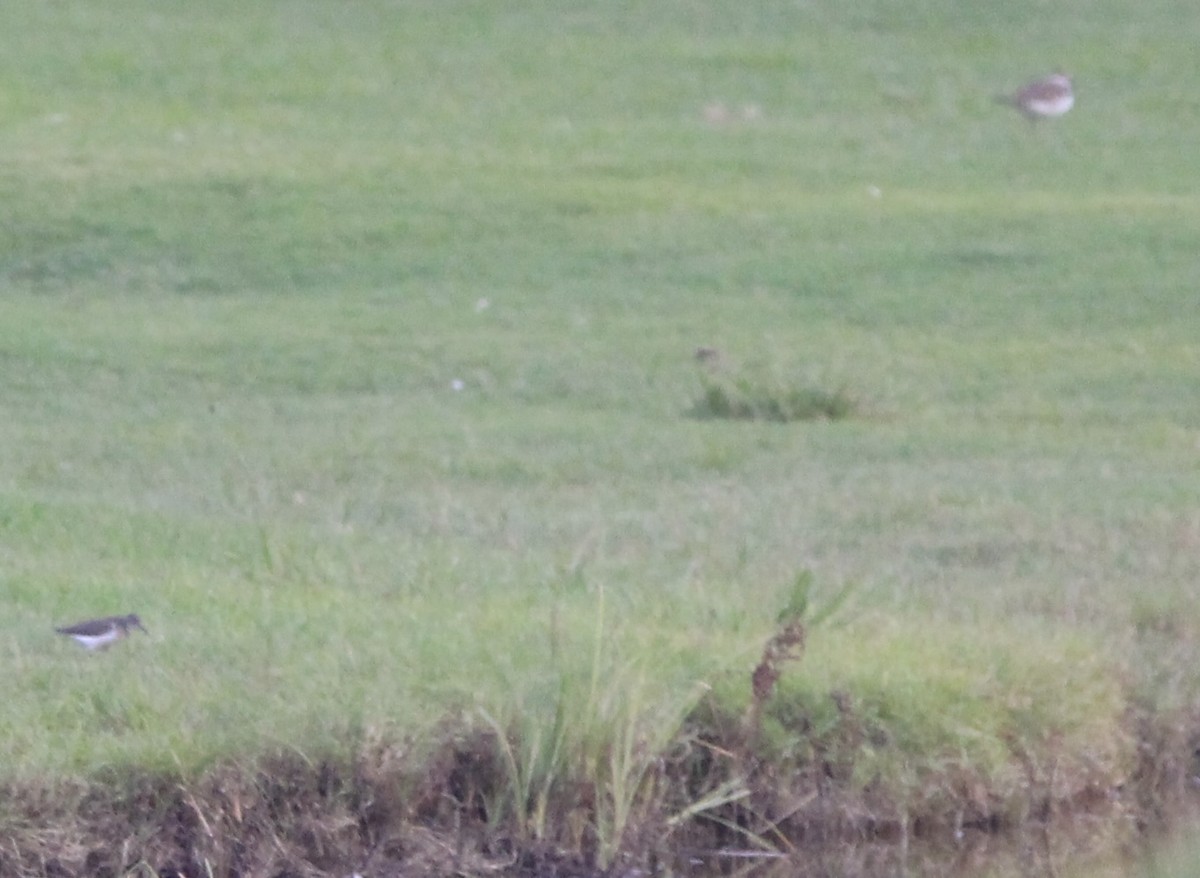 Spotted Sandpiper - ML623540263