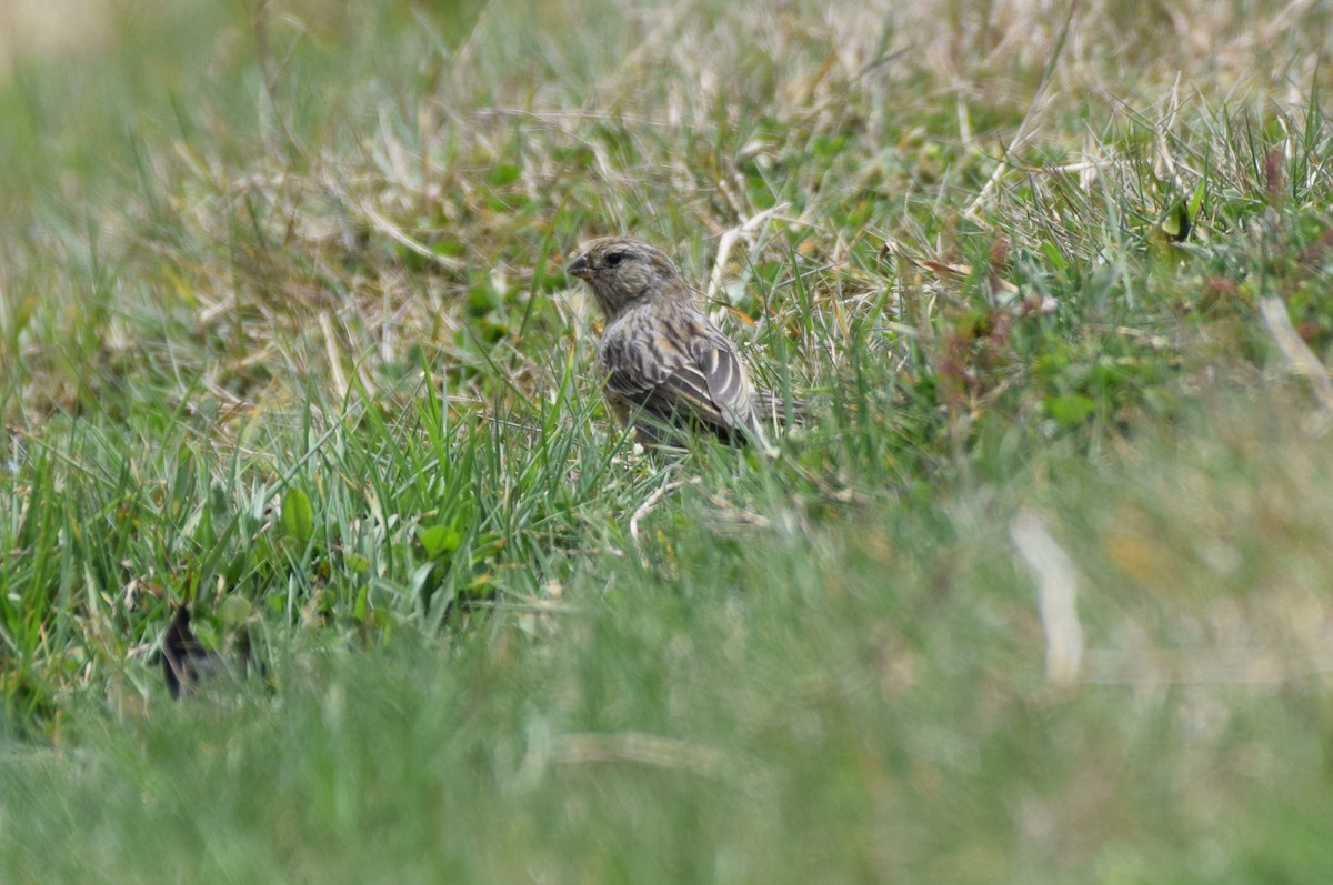 Plain-colored Seedeater - ML623540285