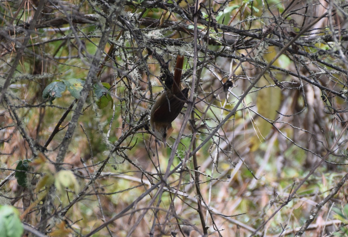 キボウシカマドドリ - ML623540302