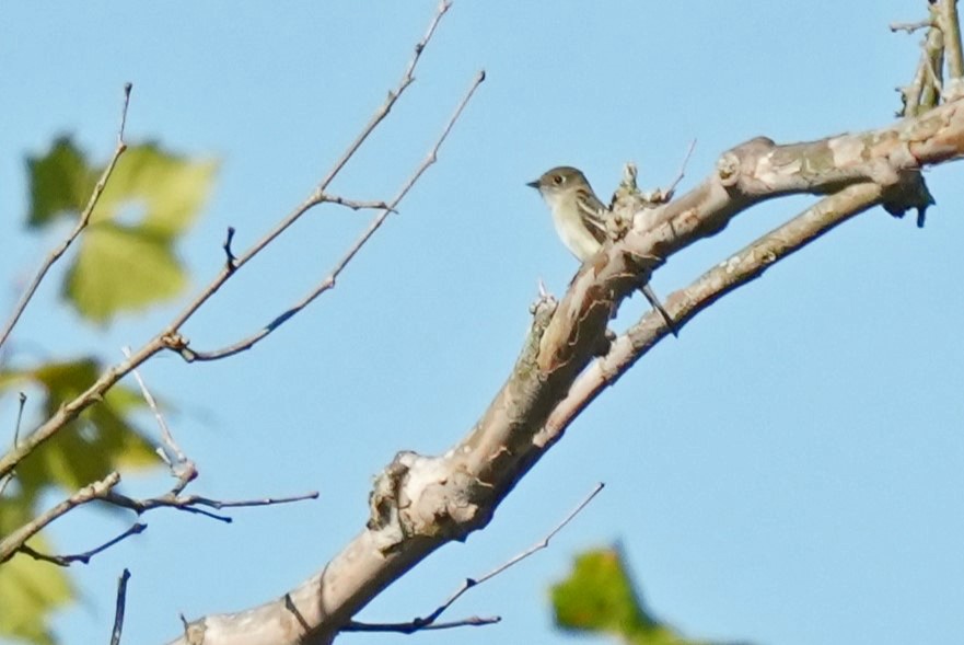 Least Flycatcher - ML623540349