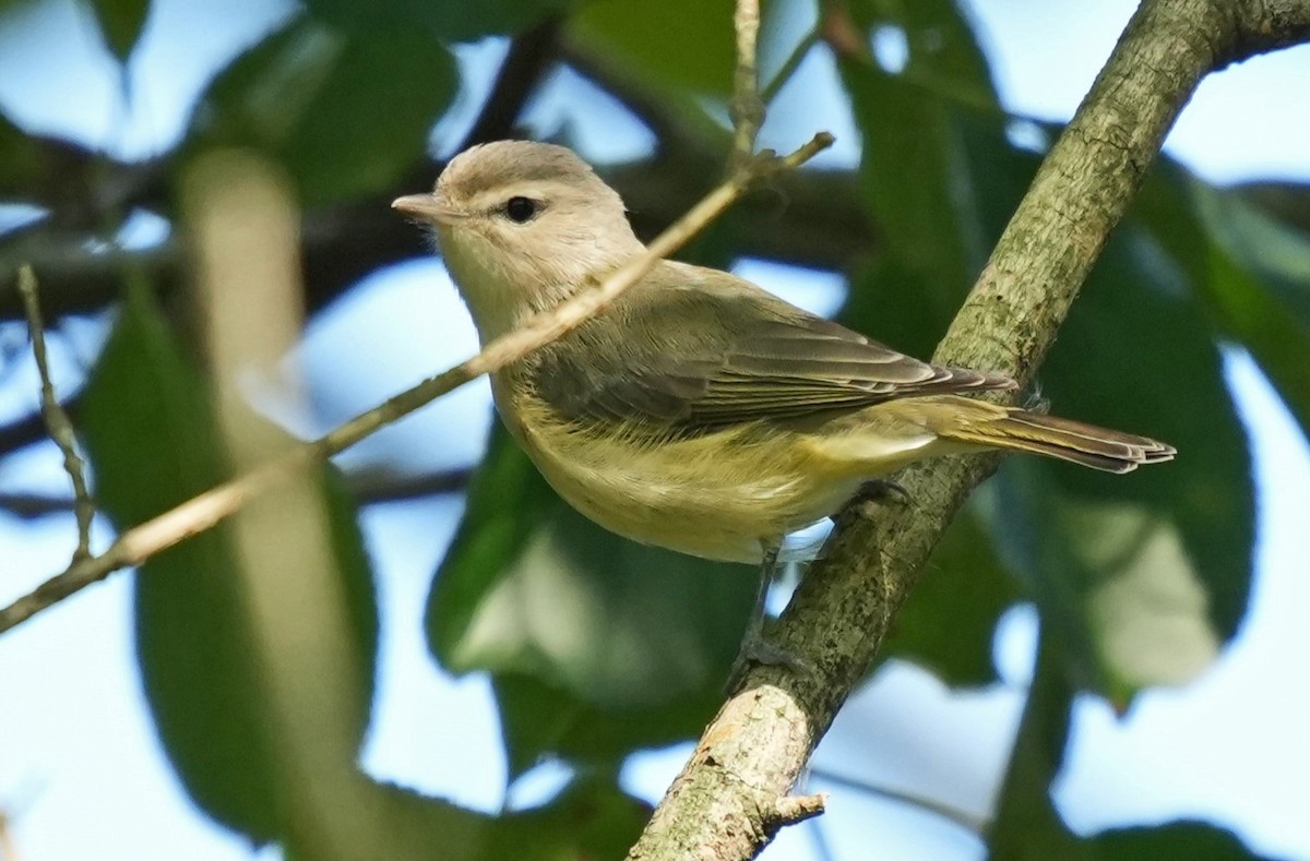 Vireo Gorjeador (gilvus) - ML623540383