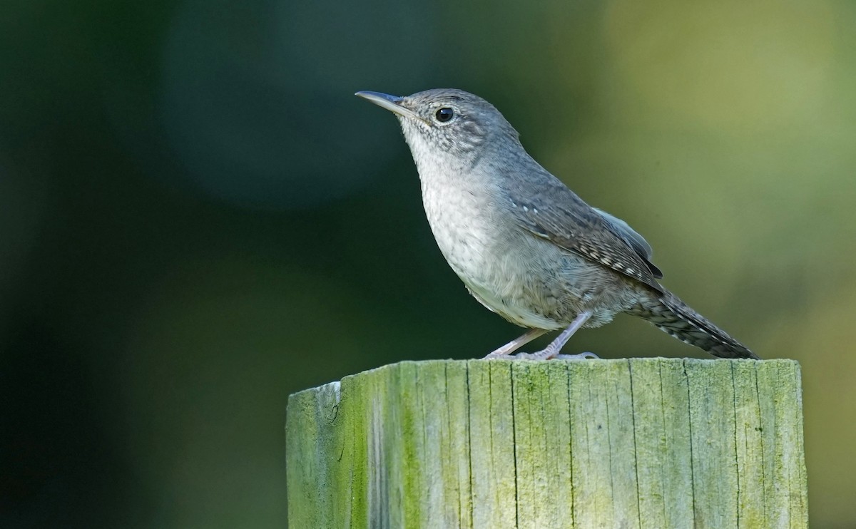 House Wren (Northern) - ML623540444