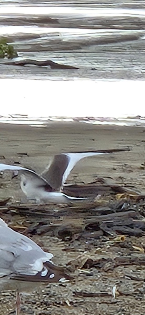 Sabine's Gull - ML623540464