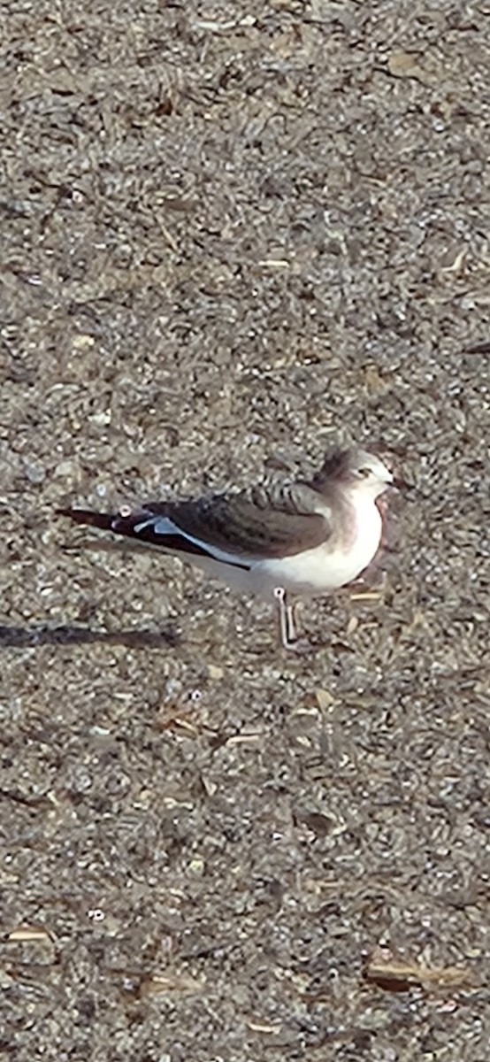 Sabine's Gull - ML623540465