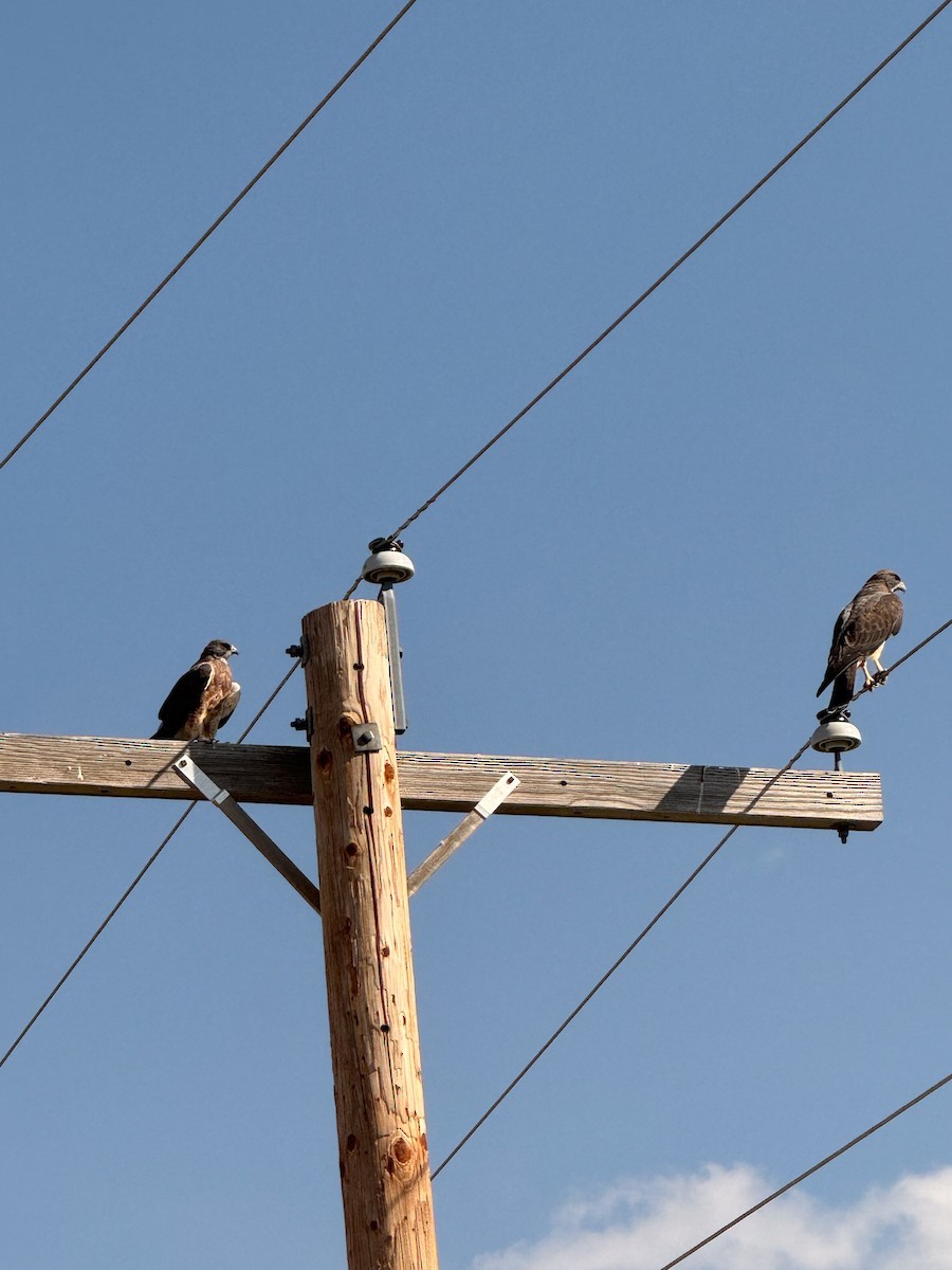 Swainson's Hawk - ML623540489