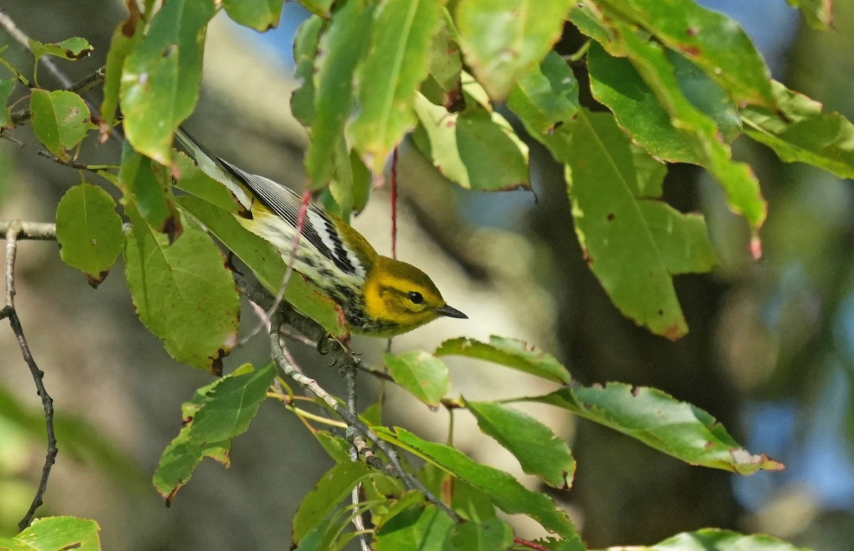 Black-throated Green Warbler - ML623540509