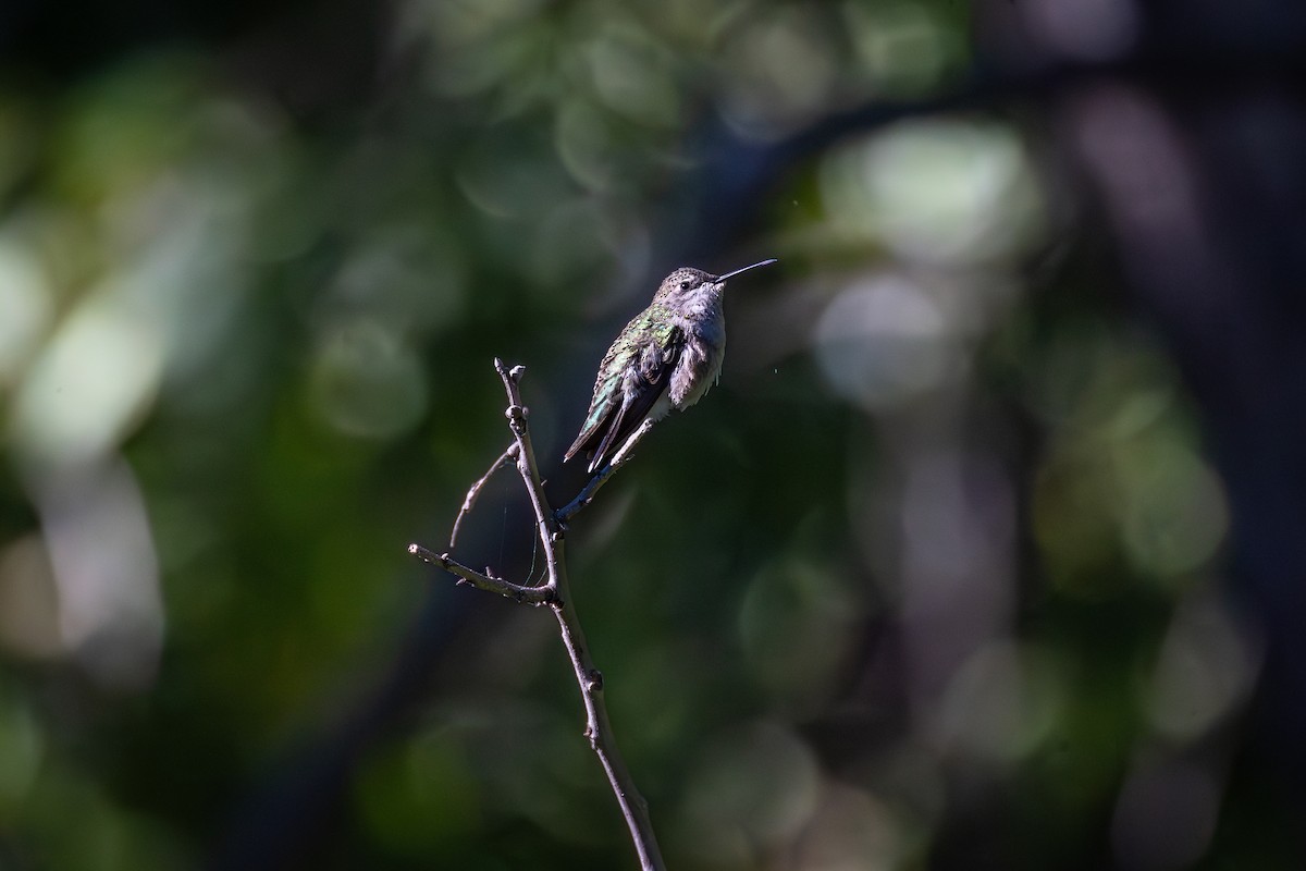 Ruby-throated Hummingbird - ML623540571