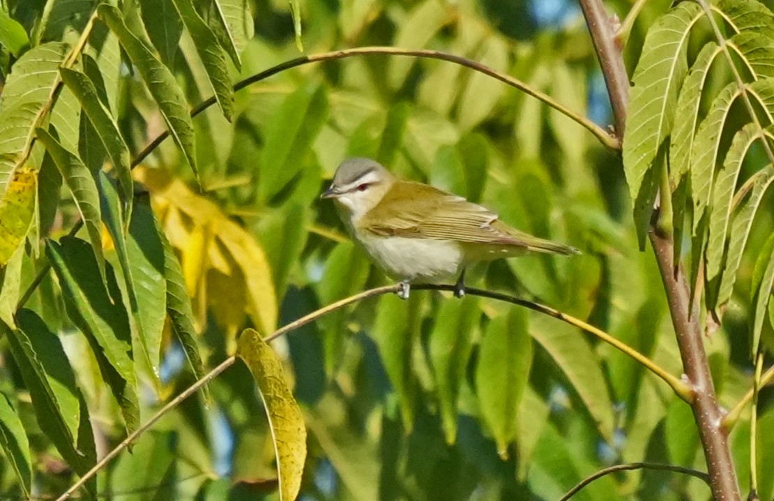 Vireo Ojirrojo - ML623540588