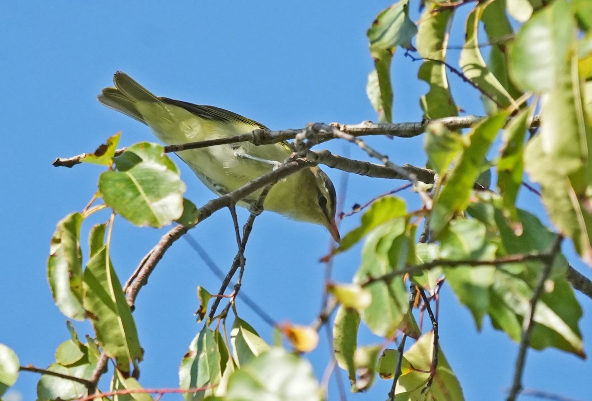 Red-eyed Vireo - ML623540589