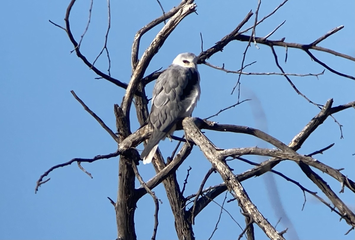 White-tailed Kite - Barry Zimmer