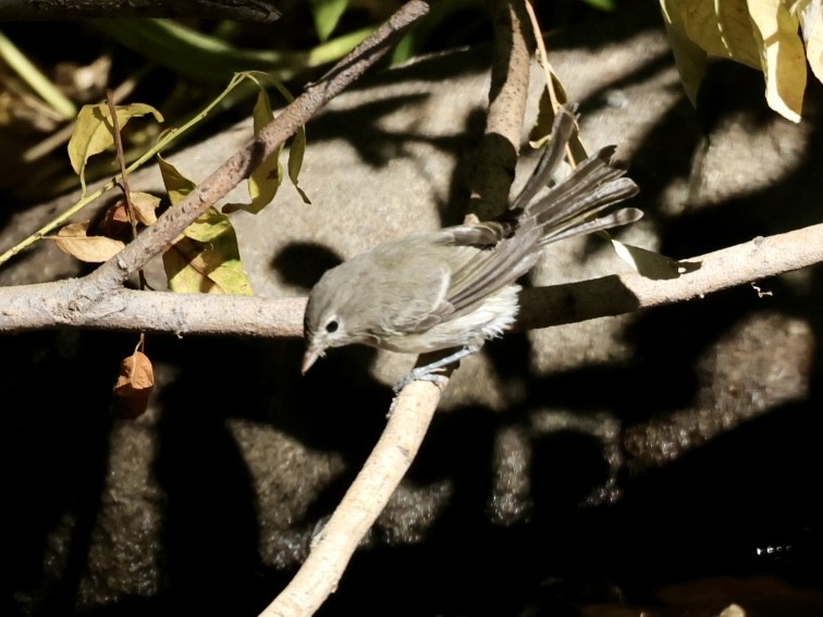 Vireo de Bell (pusillus) - ML623540618