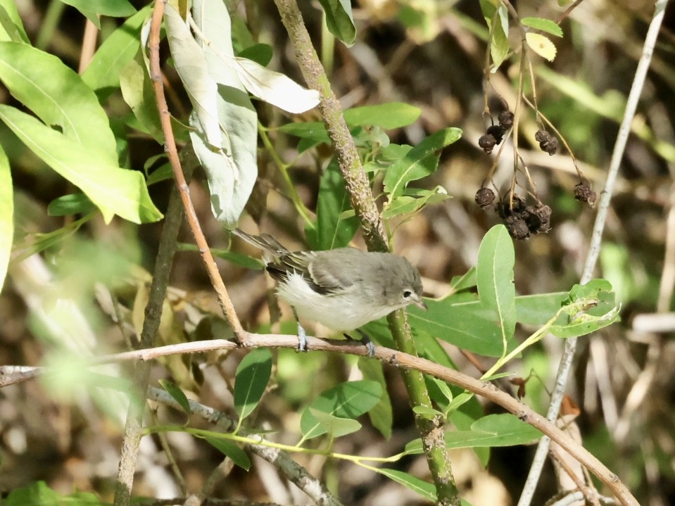 Bell's Vireo (Least) - ML623540619