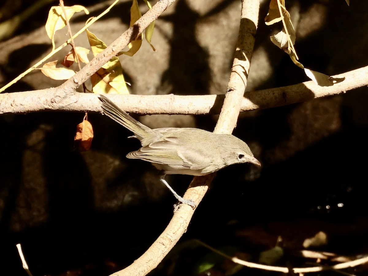 Bell's Vireo (Least) - ML623540623