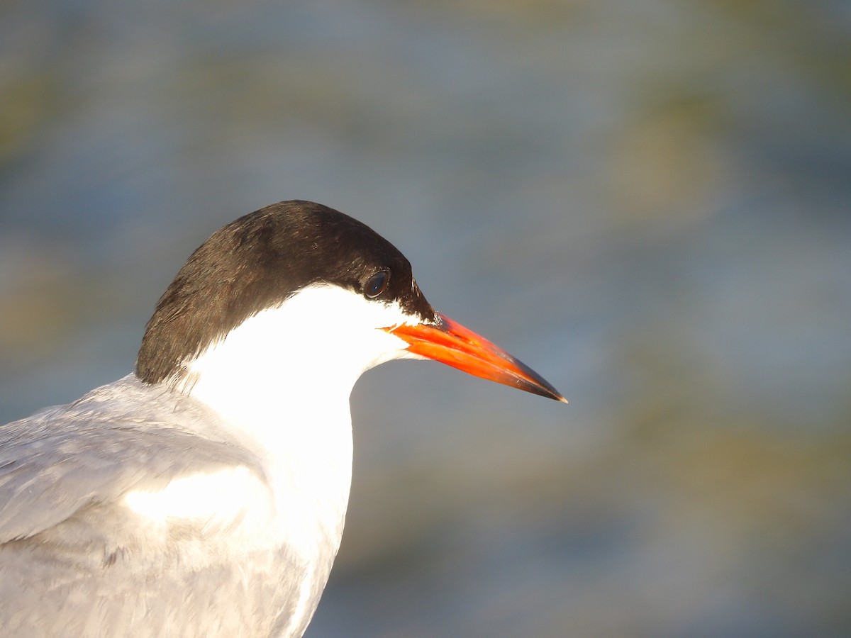 Common Tern - ML623540643