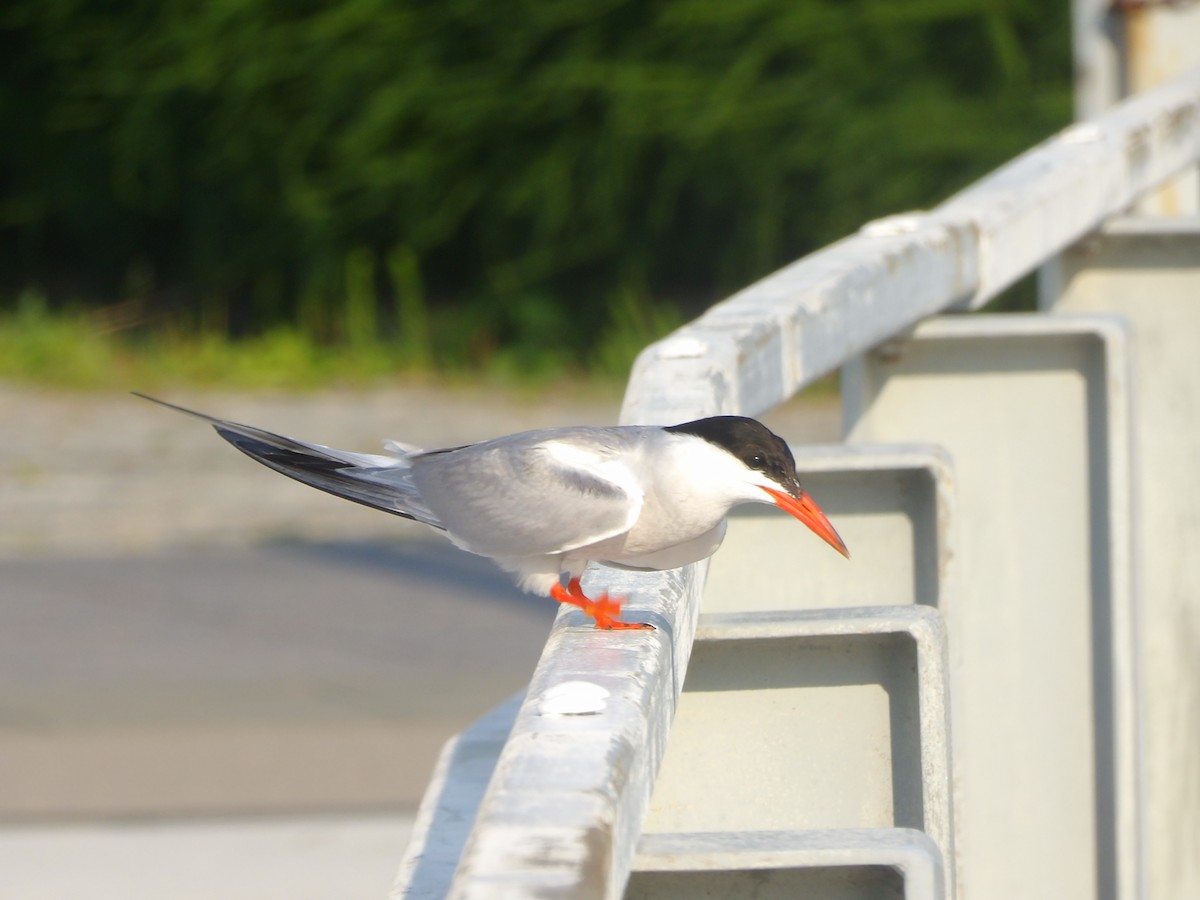 Common Tern - ML623540644