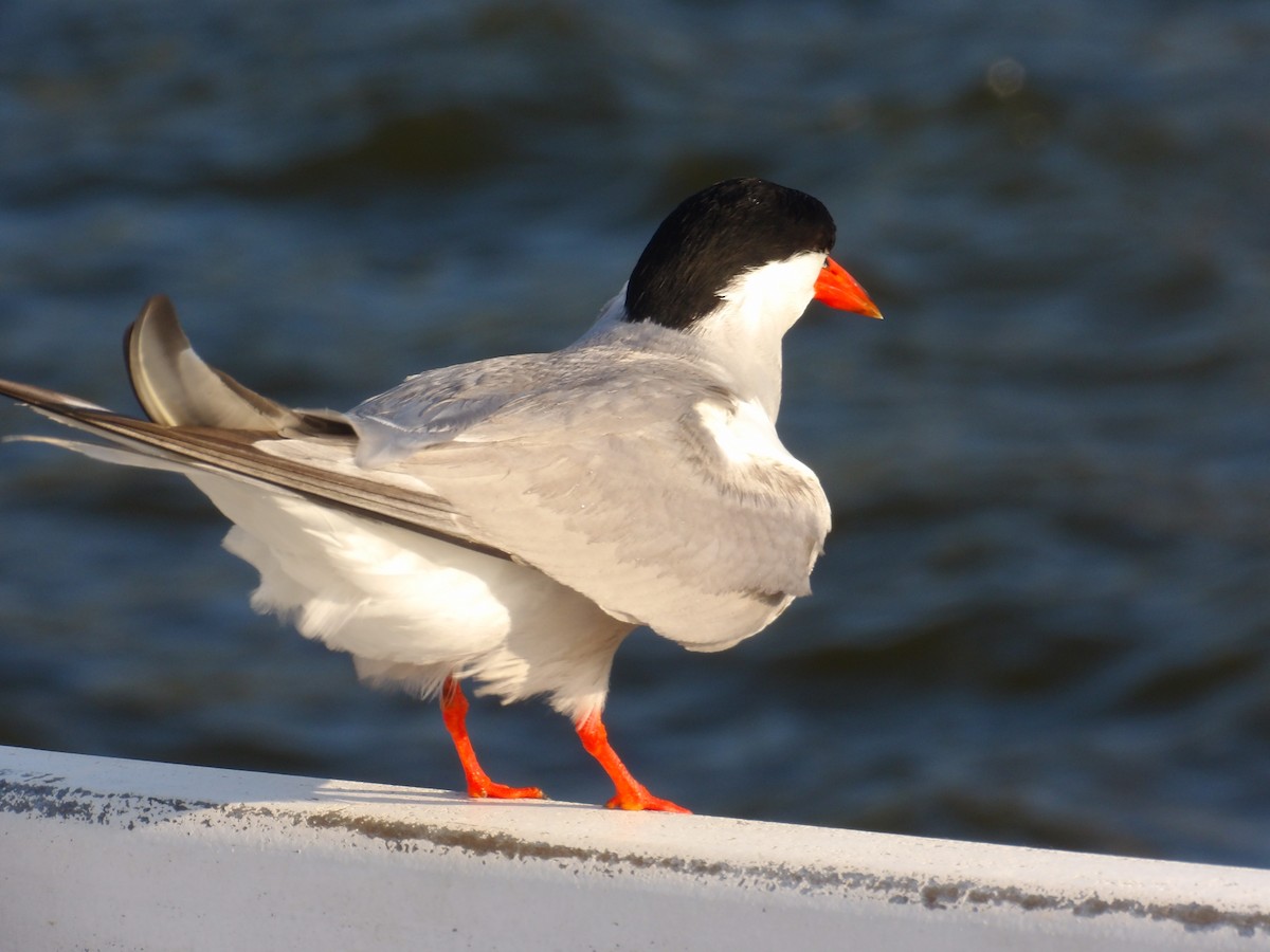 Common Tern - ML623540645