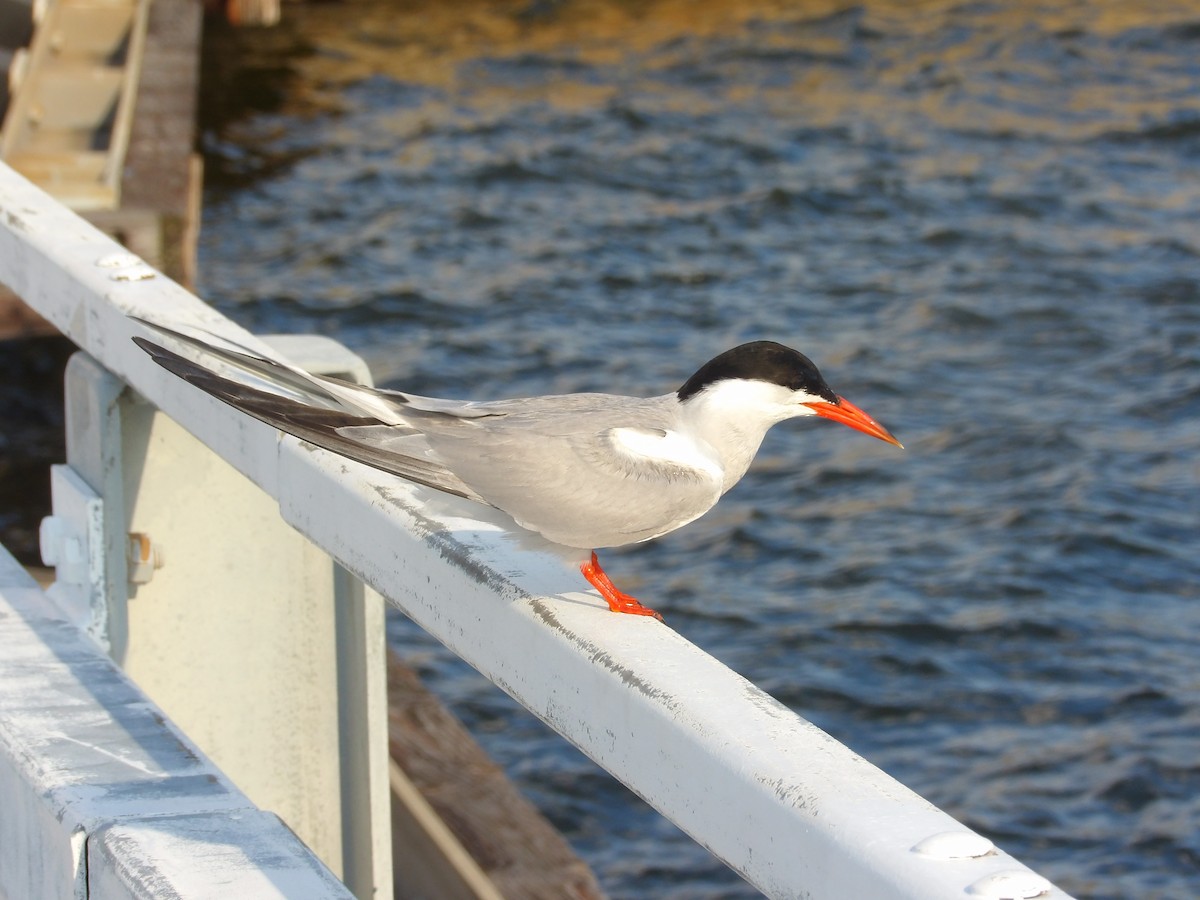 Common Tern - ML623540646