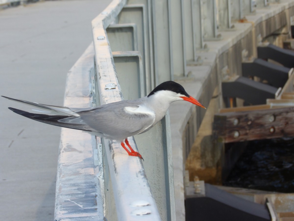 Common Tern - ML623540647