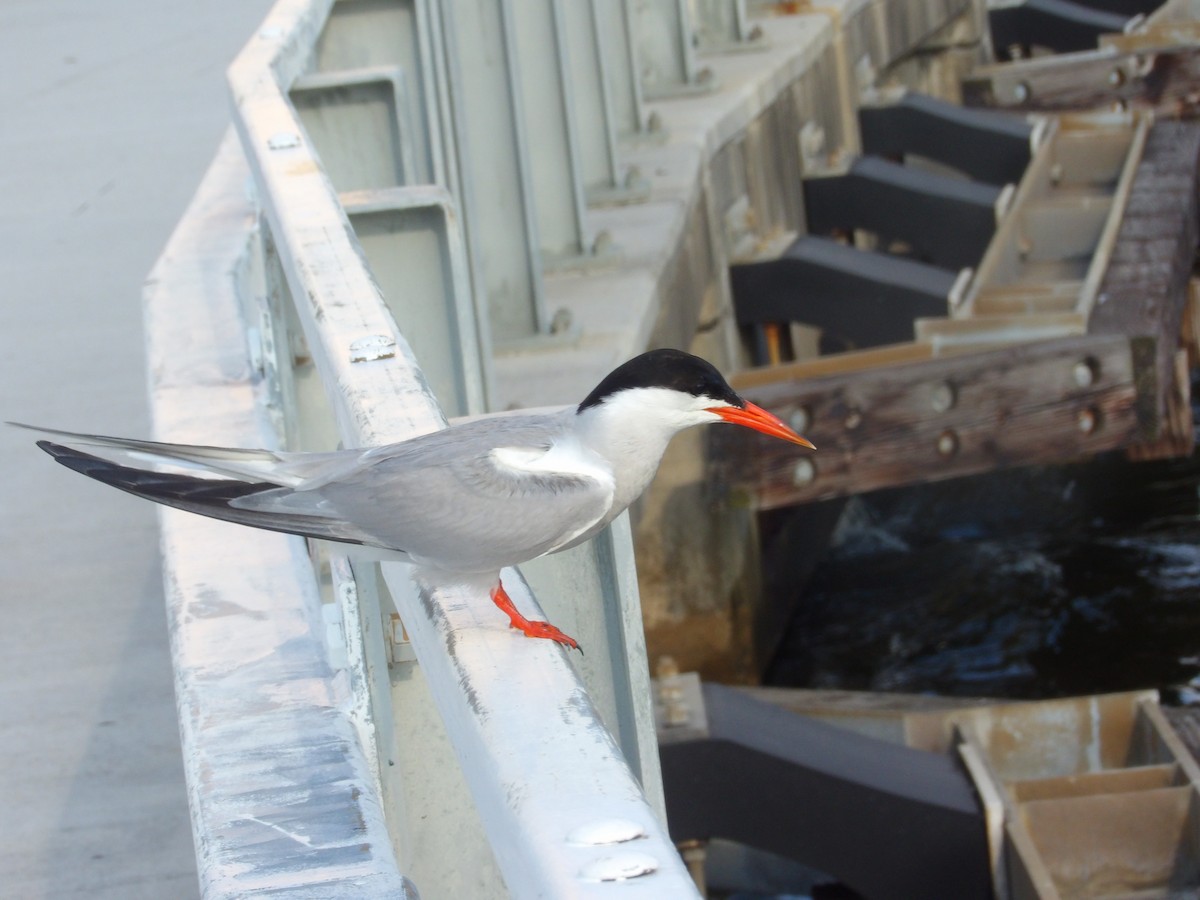 Common Tern - Victor Ferreira