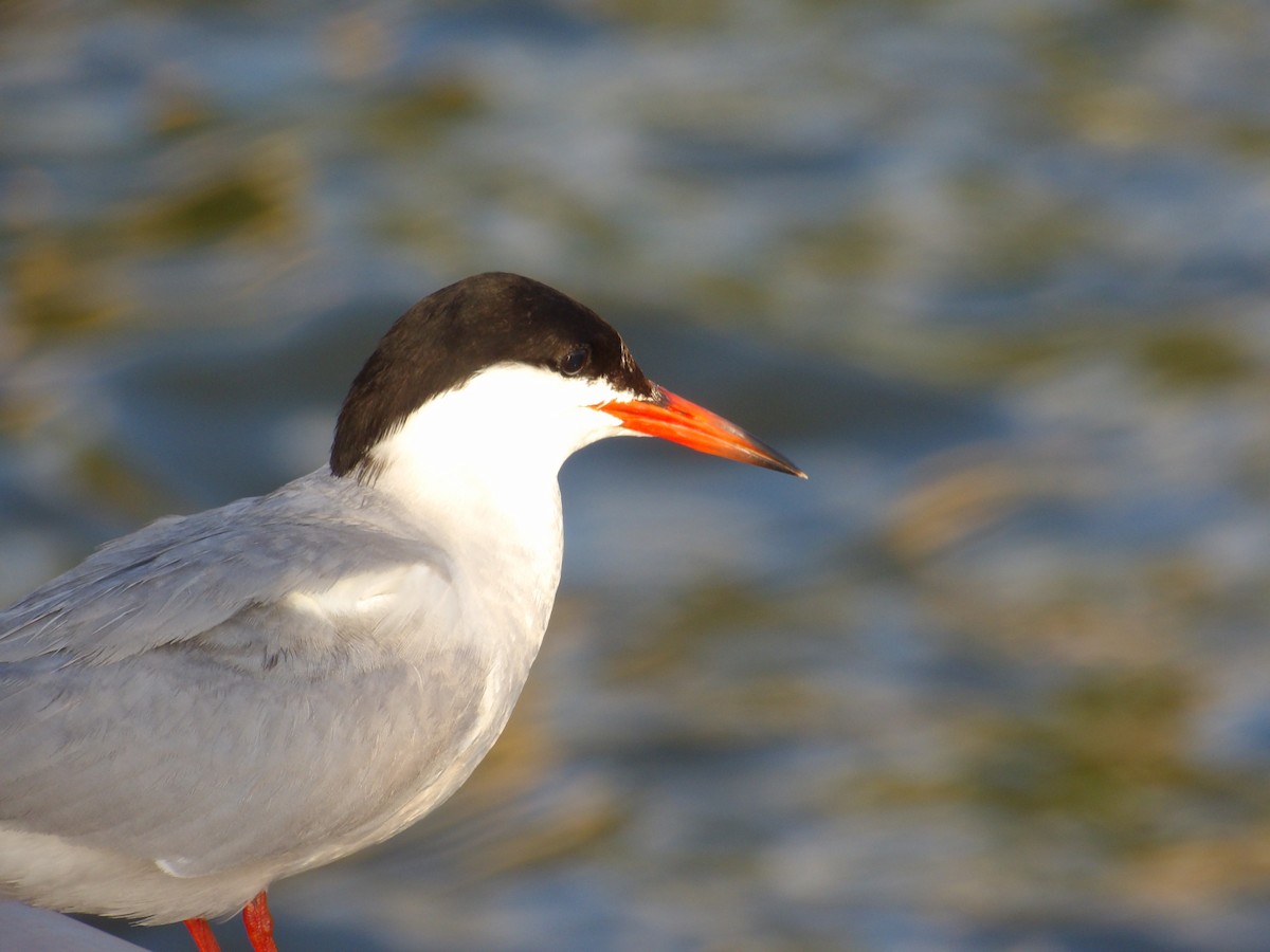 Common Tern - ML623540649