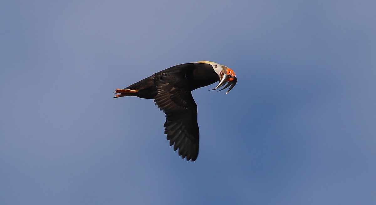 Tufted Puffin - ML623540655