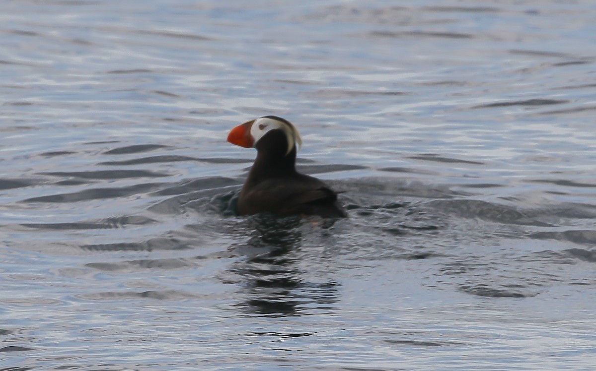 Tufted Puffin - ML623540656