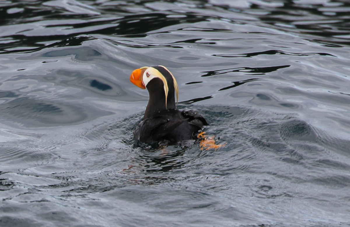 Tufted Puffin - ML623540657