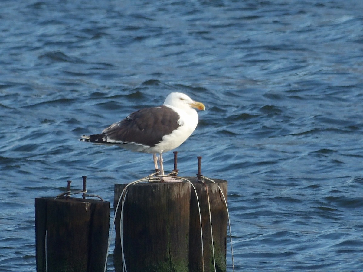 Great Black-backed Gull - ML623540689